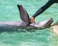 Kittla delfinen