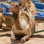 Camello turista