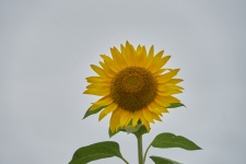 Floarea soarelui la soare