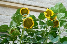 Slunečnice na zahradě
