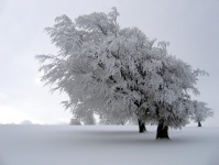 Baum im Winterschnee