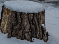 Tree Stump Topped with Snow