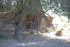 Tree With Exposed Root System
