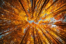 Opinião do dossel do outono das árvores