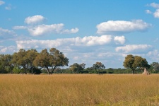 Trees on the african savanna