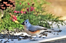 Tufted Titmouse And Cedar Branches