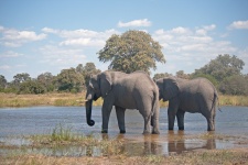 Two African Elephant In Water