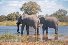 Two african elephant in water