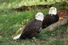Two Bald Eagles Resting On Ground