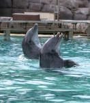 Två delfiner