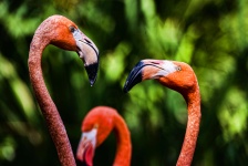 Dois flamingos falando