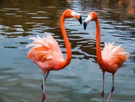 Two Flamingos Tango