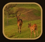 Two Gazelle