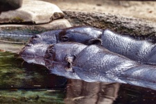 Dos hipopótamos