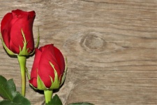 Two Red Rose Buds On Wood