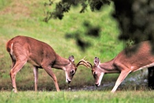 Two Young Buck Deer Playing
