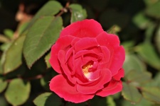 Samtige rote Rosen-Nahaufnahme