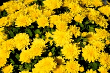 Vibrant Yellow Mum Flower