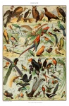 Vintage Vögel Kunstdruck