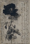 Vintage Black Rose Card