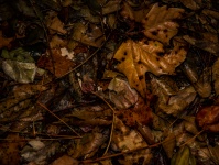 Sfondo di foglie bagnate