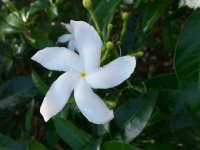 White Flower In A Shrub