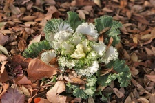 White Ornamental Cabbage In Fall