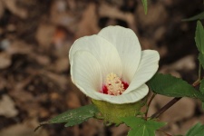 White Swamp Rose Mallow Wildflower
