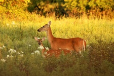 White-tail Deer en Fawn bij zonsondergan