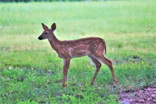 White-tail Fawn Close-up