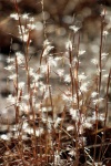 White Tufted Grass In Winter