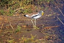 Whitecrowned plover bird