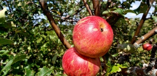 野生のリンゴ1