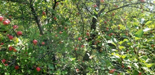 Dzikie jabłka 3