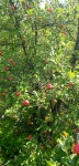 Dzikie jabłka 4