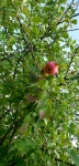 Dzikie jabłka 5