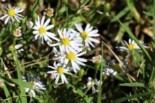 Wild White Asters Close-up