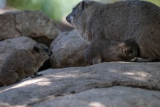 Wombat e bebês