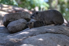 Wombat e bebês
