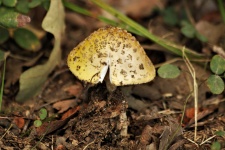 Yellow Amanita Mushroom 2