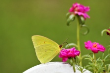 Yellow Butterfly On Pink Flower