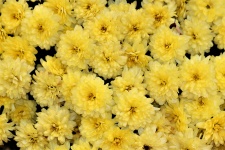 Yellow Chrysanthemums Background 2