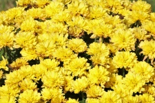 Sfondo giallo crisantemi