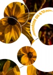 Flori galbene în cercuri