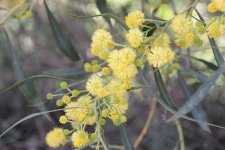 Yellow mimosa flowers