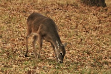 Young Deer in Leaves