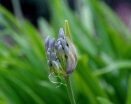 Young Purple Agapanthus Bud