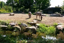 Zebras And Rhinos