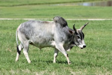 Zebu Bull în iarba verde