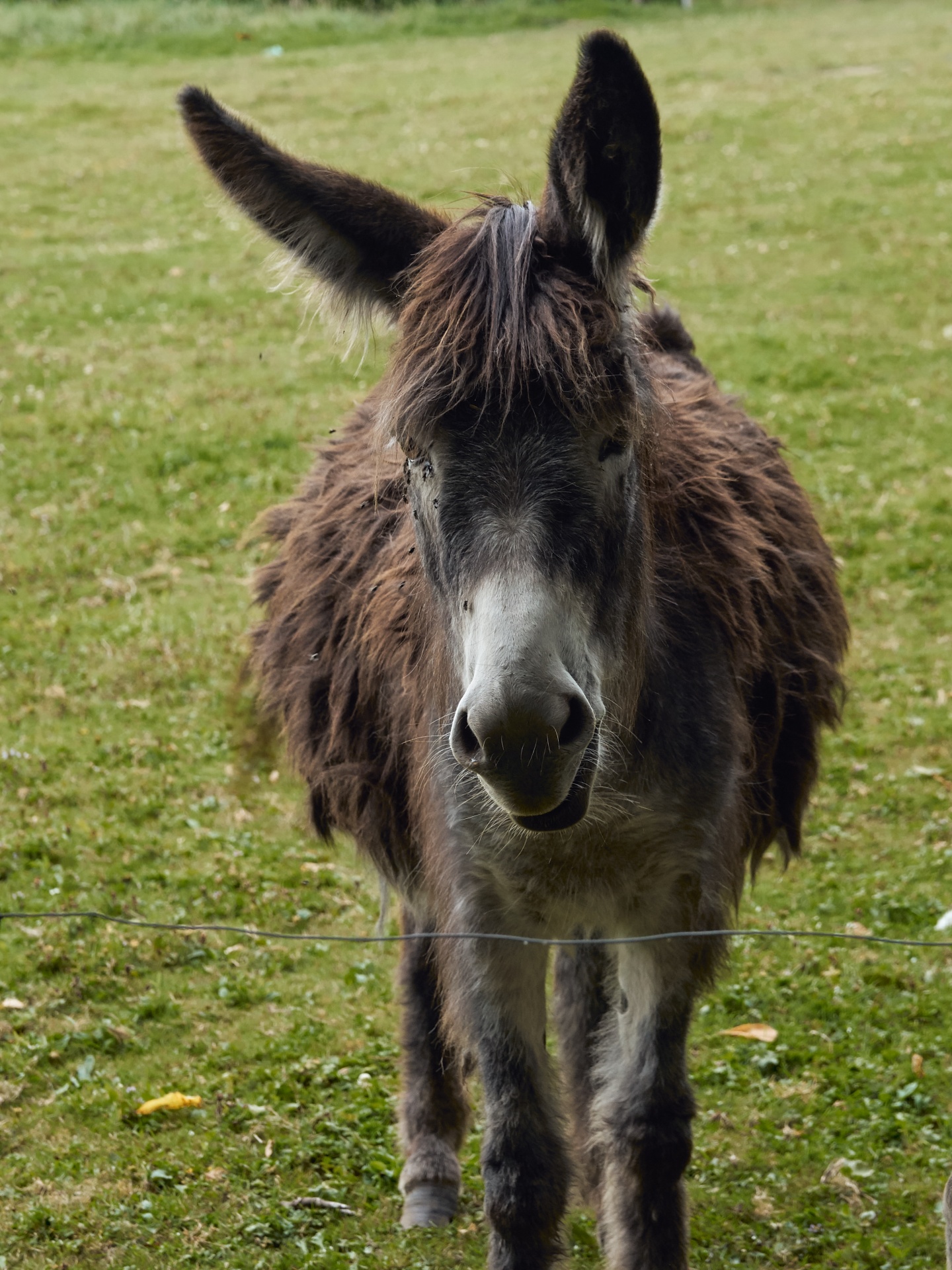 Donkey Of Poitou Free Stock Photo Public Domain Pictures
